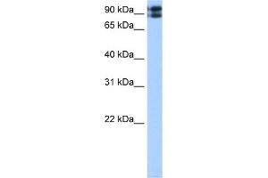 WB Suggested Anti-TMEM24 Antibody Titration:  0. (C2CD2L antibody  (C-Term))