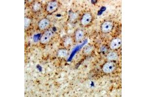Immunohistochemical analysis of ARFGAP1 staining in rat brain  formalin fixed paraffin embedded tissue section.
