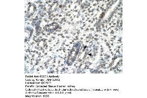 Human kidney (T-Bet antibody  (Middle Region))