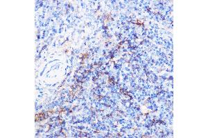 Immunohistochemistry of paraffin-embedded mouse spleen using CD40 Rabbit pAb (ABIN3020703, ABIN3020704, ABIN3020705 and ABIN6213680) at dilution of 1:100 (40x lens). (CD40 antibody)