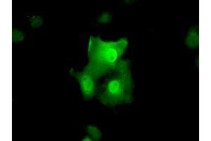 Anti-TTC32 mouse monoclonal antibody (ABIN2453735) immunofluorescent staining of COS7 cells transiently transfected by pCMV6-ENTRY TTC32 (RC209334). (TTC32 antibody)