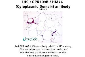 Image no. 1 for anti-Hydroxycarboxylic Acid Receptor 3 (HCAR3) (3rd Cytoplasmic Domain) antibody (ABIN1734899) (GPR109B antibody  (3rd Cytoplasmic Domain))