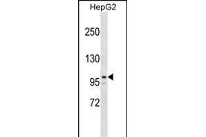 ARID5B Antibody (Center) (ABIN1538384 and ABIN2849061) western blot analysis in HepG2 cell line lysates (35 μg/lane). (ARID5B antibody  (AA 389-418))