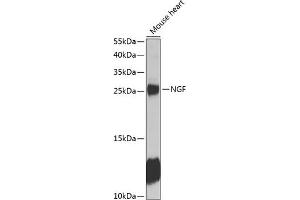 Western blot analysis of extracts of mouse heart, using NGF antibody (ABIN6132234, ABIN6144609, ABIN6144611 and ABIN6218093) at 1:1000 dilution.