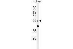 ZNF672 Antibody (C-term) western blot analysis in mouse liver tissue lysates (35 µg/lane). (ZNF672 antibody  (C-Term))