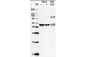 Western Blotting (WB) image for anti-Glutamate-Rich WD Repeat Containing 1 (GRWD1) (full length) antibody (ABIN2451991) (GRWD1 antibody  (full length))