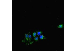 Immunofluorescent analysis of Hela cells using ABIN7148902 at dilution of 1:100 and Alexa Fluor 488-congugated AffiniPure Goat Anti-Rabbit IgG(H+L) (CDK7 antibody  (AA 212-341))