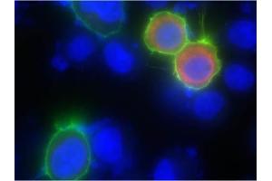 Immunofluorescence of Goat anti-biotin DyLight 488 antibody. (Biotin antibody  (DyLight 488))
