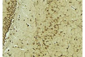 ABIN6276833 at 1/100 staining Mouse brain tissue by IHC-P. (ERCC3 antibody  (N-Term))