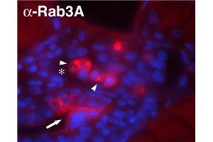 Indirect immunolabeling of methanol/DMSO fixed zebrafish glomerulus. (RAB3A antibody  (AA 2-14))