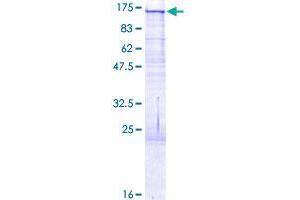 BCAN Protein (AA 1-911) (GST tag)