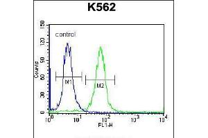 Flow cytometric analysis of K562 cells (right histogram) compared to a negative control cell (left histogram). (SP6 antibody  (AA 196-225))