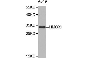 Western blot analysis of extracts of A549 cell line, using HMOX1 antibody. (HMOX1 antibody  (AA 1-288))