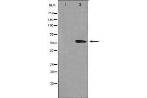 Western blot analysis of extracts from HUVEC cells using CEP55 antibody. (CEP55 antibody  (C-Term))