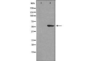 Western blot analysis of extracts from HUVEC cells using CEP55 antibody. (CEP55 antibody  (C-Term))