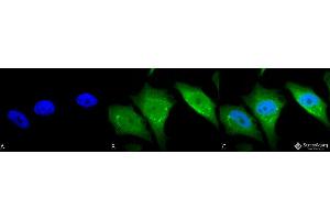 Immunocytochemistry/Immunofluorescence analysis using Rabbit Anti-Calnexin-CT Polyclonal Antibody . (Calnexin antibody  (C-Term) (Atto 390))