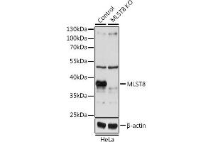 Western blot analysis of extracts from normal (control) and MLST8 knockout (KO) HeLa cells, using MLST8 antibody (ABIN3021323, ABIN3021324, ABIN3021325 and ABIN1513207) at 1:1000 dilution.