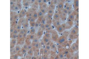 Used in DAB staining on fromalin fixed paraffin- embedded liver tissue (PNP antibody  (AA 1-289))