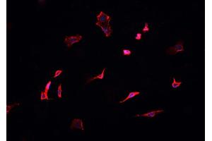 ABIN6276878 staining HepG2? (Dynactin 1 antibody  (C-Term))