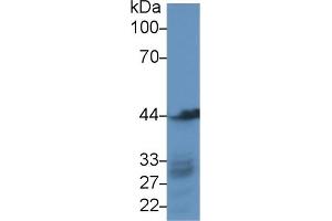 Western Blotting (WB) image for anti-Actin, gamma 1 (ACTG1) (AA 1-375) antibody (ABIN7437917)
