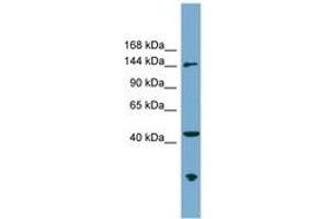 Image no. 1 for anti-Excision Repair Cross-Complementing Rodent Repair Deficiency, Complementation Group 6-Like (ERCC6L) (AA 35-84) antibody (ABIN6744105) (ERCC6L antibody  (AA 35-84))