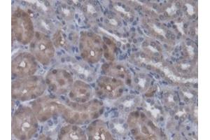Detection of RGN in Rat Kidney Tissue using Polyclonal Antibody to Regucalcin (RGN) (Regucalcin antibody  (AA 1-299))