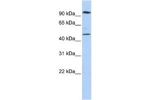 WB Suggested Anti-MARCH4 Antibody Titration:  0. (MARCH4 antibody  (N-Term))