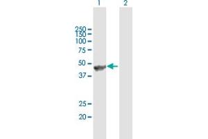 Western Blot analysis of ANGPTL5 expression in transfected 293T cell line by ANGPTL5 MaxPab polyclonal antibody. (ANGPTL5 antibody  (AA 1-388))