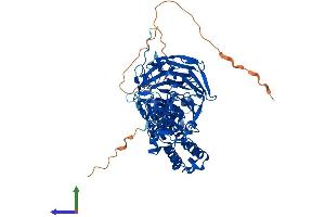 AlphaFold protein structure predicition of Mouse Recombinant Klhl13 Protein, UniprotID Q80TF4 (KLHL13 Protein (AA 1-654) (His tag))