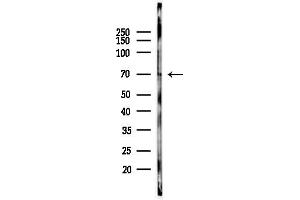 Western blot analysis of lysates from COS-7 cells(heat-shock,45 min treatment), using Phospho-p70 S6 Kinase (Thr229)[Thr252] Antibody at 1/1000 dilution.