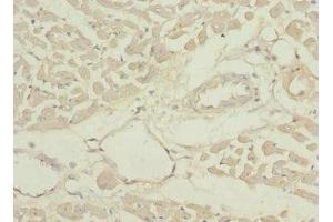 Immunohistochemistry of paraffin-embedded human heart tissue using ABIN7166902 at dilution of 1:100 (PDHB antibody  (AA 1-300))