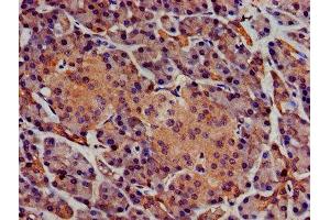 IHC image of ABIN7163131 diluted at 1:400 and staining in paraffin-embedded human pancreatic tissue performed on a Leica BondTM system. (Sphingomyelin Synthase 1 antibody  (AA 48-137))