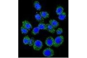 Confocal immunofluorescent analysis of M6PR Antibody (C-term)((ABIN650726 and ABIN2839414)) with A549 cell followed by Alexa Fluor 488-conjugated goat anti-rabbit lgG (green). (M6PR antibody  (C-Term))