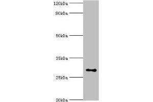 ALKBH2 antibody  (AA 1-261)