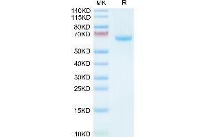 Ephrin A3 Protein (EFNA3) (AA 23-213) (Fc Tag)