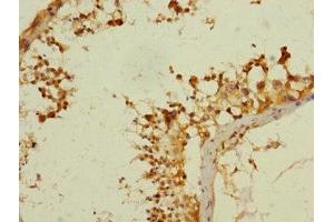 Immunohistochemistry of paraffin-embedded human testis tissue using ABIN7144207 at dilution of 1:100 (ANKS1B antibody  (AA 999-1248))