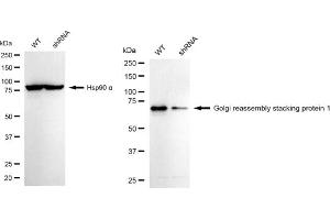 Western blotting analysis using Golgi reassembly stacking protein 1 antibody (ABIN7798795).