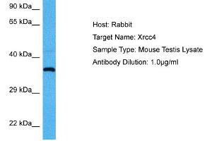 Host:  Mouse  Target Name:  XRCC4  Sample Tissue:  Mouse Testis  Antibody Dilution:  1ug/ml (XRCC4 antibody  (Middle Region))