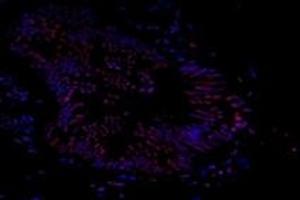 Immunofluorescent analysis of paraformaldehyde-fixed human prostate using Ring1A (ABIN7075467) at dilution of 1: 800 (RING1 antibody)
