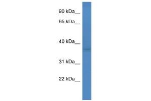 WB Suggested Anti-Fank1 Antibody Titration:  0. (FANK1 antibody  (Middle Region))
