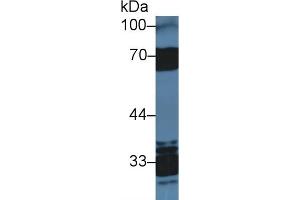 Western Blotting (WB) image for anti-serpin Peptidase Inhibitor, Clade D (Heparin Cofactor), Member 1 (SERPIND1) (AA 276-499) antibody (ABIN7431515)