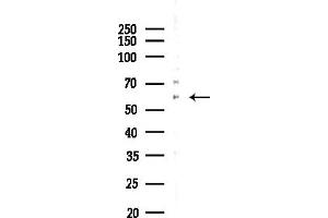 anti-Potassium Intermediate/small Conductance Calcium-Activated Channel, Subfamily N, Member 1 (KCNN1) (Internal Region) antibody