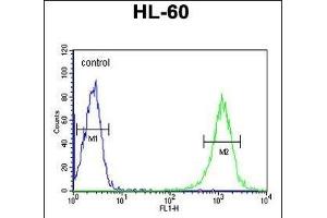 B4GalT1 Antibody (C-term) (ABIN652839 and ABIN2842545) flow cytometric analysis of HL-60 cells (right histogram) compared to a negative control cell (left histogram).