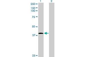 Western Blot analysis of HHEX expression in transfected 293T cell line by HHEX MaxPab polyclonal antibody. (HHEX antibody  (AA 1-270))