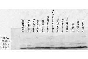 Western blot analysis of Rat Tissue lysates showing detection of GRP78 protein using Rabbit Anti-GRP78 Polyclonal Antibody (ABIN361824 and ABIN361825).