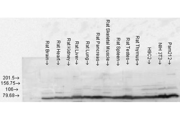 GRP78 antibody