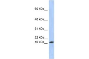 Western Blotting (WB) image for anti-Ribosomal Protein L30 (RPL30) antibody (ABIN2463955) (RPL30 antibody)