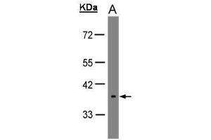 WB Image Sample(30 μg of whole cell lysate) A:HeLa S3 , 10% SDS PAGE antibody diluted at 1:1000 (OPN5 antibody)