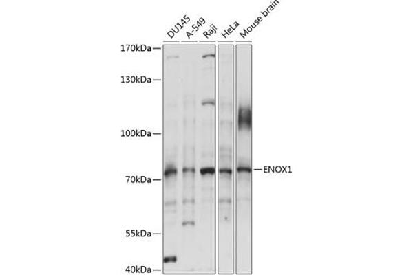 ENOX1 antibody  (AA 450-560)