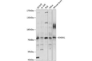 Western blot analysis of extracts of various cell lines, using ENOX1 antibody (ABIN7266892) at 1:1000 dilution. (ENOX1 antibody  (AA 450-560))